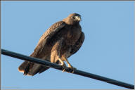 Red-tailed Hawk