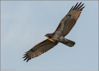 red-tailed hawk