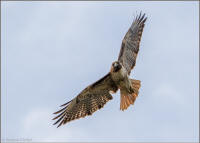 red-tailed hawk