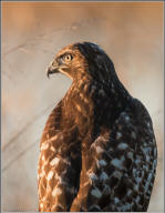 Red-tailed Hawk