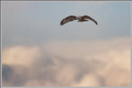 Rough legged hawk