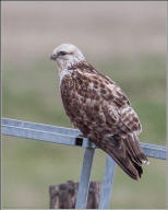 Rough legged hawk