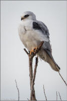 white-tailed kite