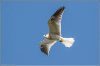 white-tailed kite