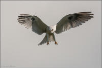 white-tailed kite