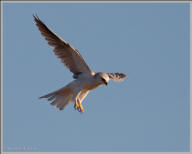 White-tailed kite