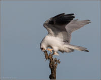 white-tailed kite