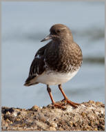 Black turnstone