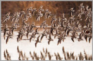 Long-billed Dowitcher