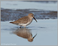 Dunlin