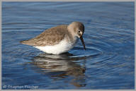 Dunlin