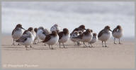 Sanderling