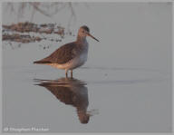 Greater yellowlegs