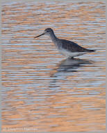 Greater yellowlegs