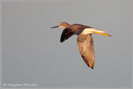 Greater yellowlegs