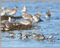 Least Sandpiper