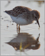 Least Sandpiper