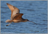 Long-billed Curlew