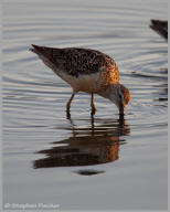 Long-billed Dowitcher