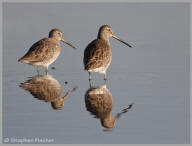 Long-billed Dowitcher