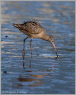 Marbled Godwit