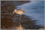 Marbled Godwit