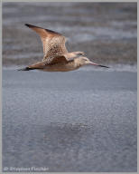 Marbled Godwit