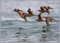 Marbled Godwit