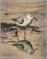 Sanderling