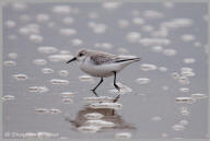 Sanderling