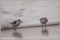 Sanderling