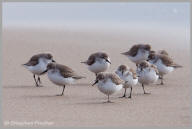 Semipalmated Sandpiper