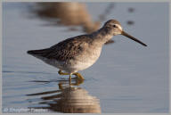 Short-billed Dowitcher