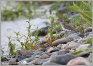 Spotted sandpiper