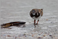 Ruddy Turnstone