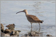 Whimbrel