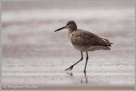 Willet