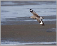 Willet