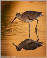 Willet