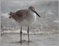 Willet