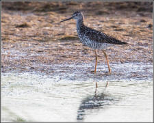 Greater yellowlegs