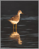 Greater Yellowlegs