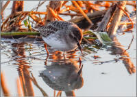 least sandpiper