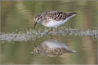 least sandpiper