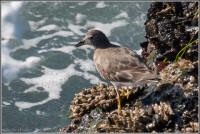 pectoral sandpiper