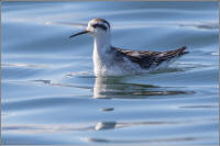 red-necked phalarope