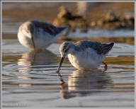 Red-necked Phalarope