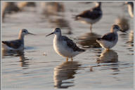 Red-necked Phalarope