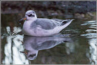 red phalarope