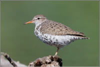 spotted sandpiper